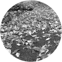 David Jespersen profile picture